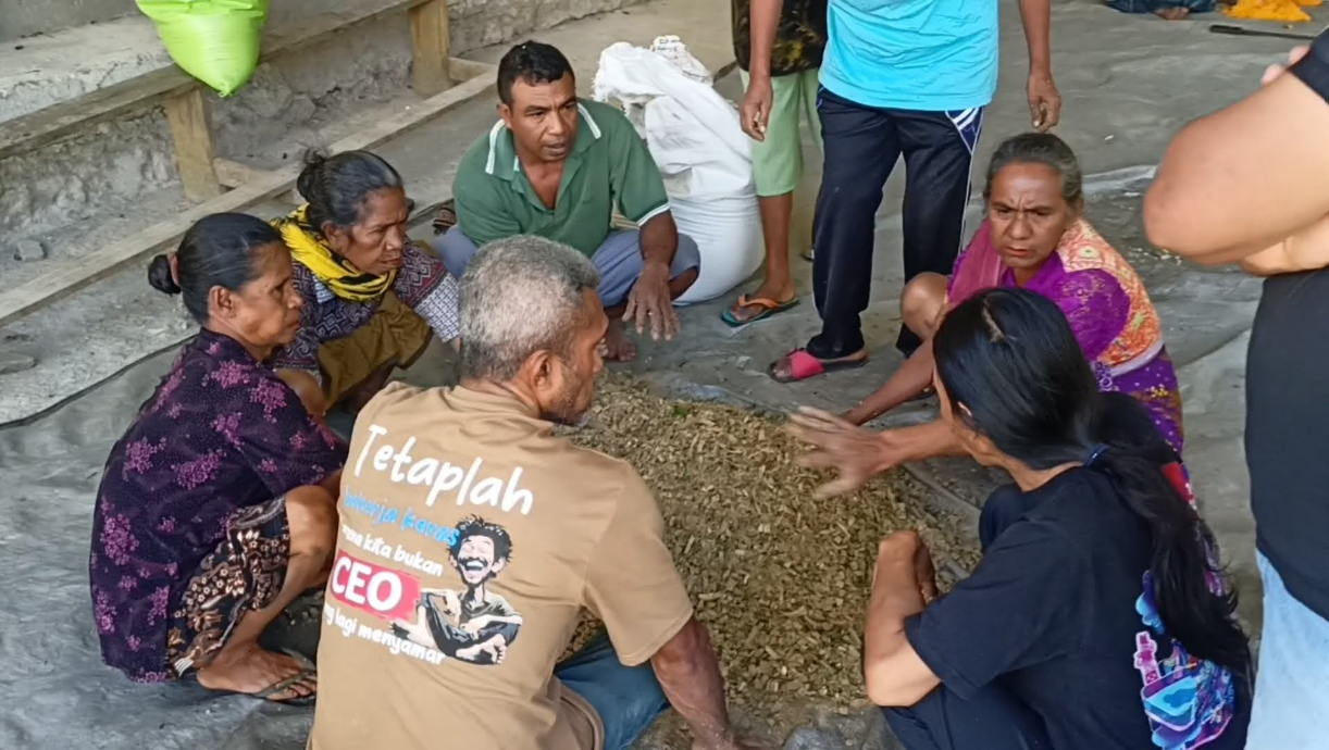 TEKAN BIAYA PRODUKSI, PSE KEUSKUPAN ATAMBUA LATIH UMAT OELNITEP OLAH PAKAN TERNAK